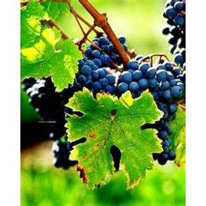 La Flauta de Bartolo - saftig spansk landvin