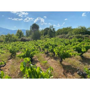 Racwines / Brutal Wines